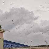 Daroの市場上空を舞うアナツバメ達/Swiftlets flew over the market of Daro.