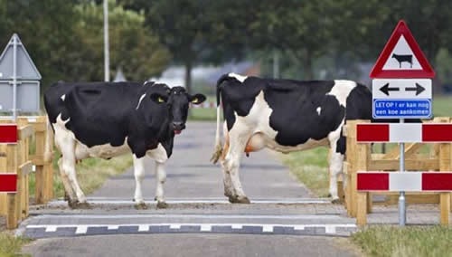 [vacas-atravessando-a-rua%255B5%255D.jpg]