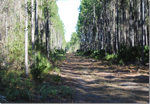 Hiking the back roads of Faver Dykes park