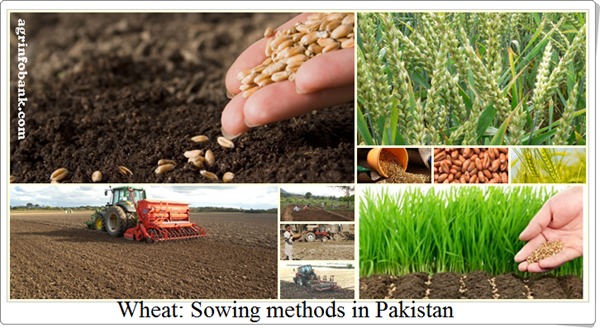 Wheat: Sowing methods in Pakistan: agrinfobank.com Wheat: Sowing methods in Pakistan: agrinfobank.com
