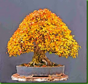 Acer beurgerianum 1 Acer beurgerianum 1