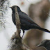 Waller's Starling - Photo (c) 116916927065934112165, some rights reserved (CC BY-NC-SA)