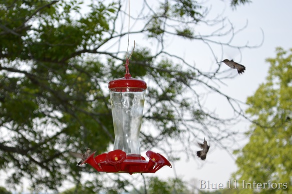 humming birds