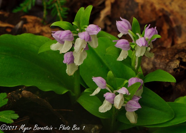 [Showy%2520Orchis%2520_ROT1592West%2520Virginia%2520%2520May%252001%252C%25202011%2520NIKON%2520D3S%255B3%255D.jpg]