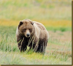 Bear in Grass _ROT3134 September 02, 2011 NIKON D3S