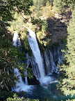 california_sequoia