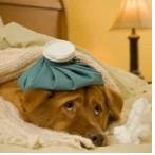 [cachorro%2520resfriado%255B1%255D.png]