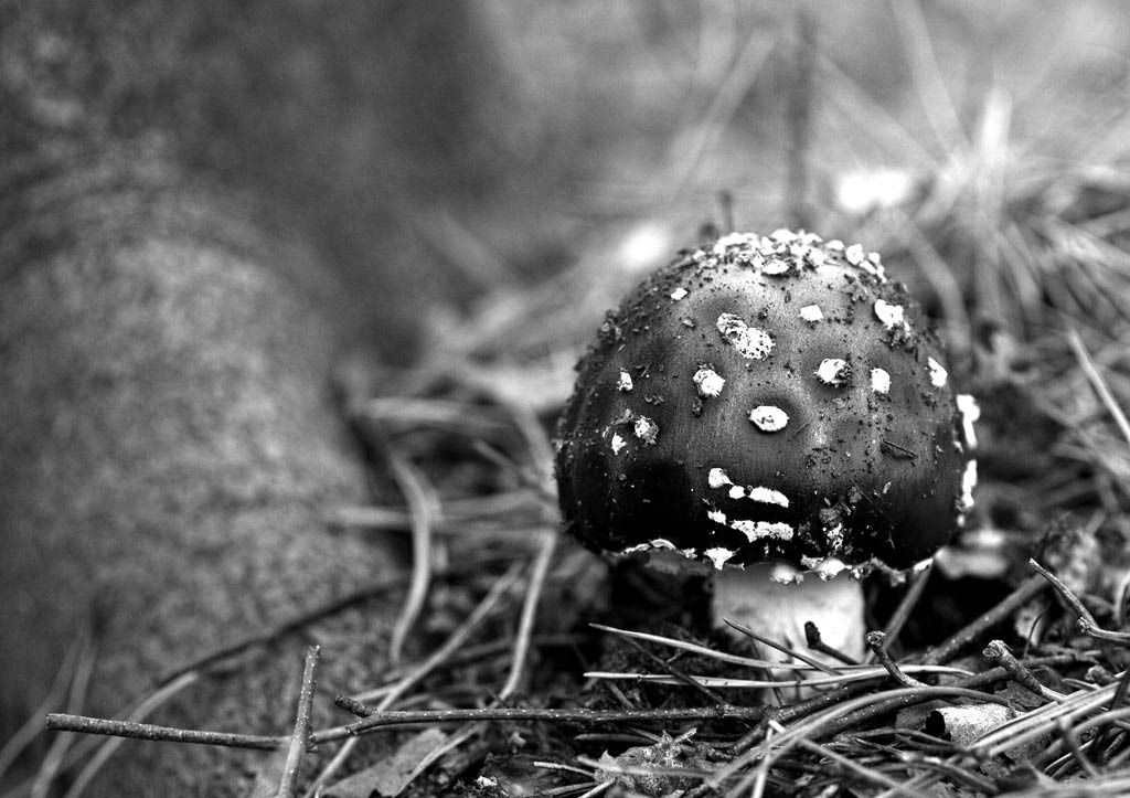 [Fly-Agaric-1013.jpg]