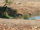 Some lions wandering up to a watering hole while we sat and ate lunch on a deck! South Africa - 494.jpg