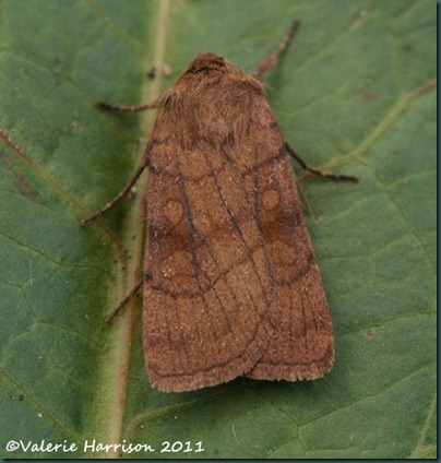 six-striped-rustic six-striped-rustic