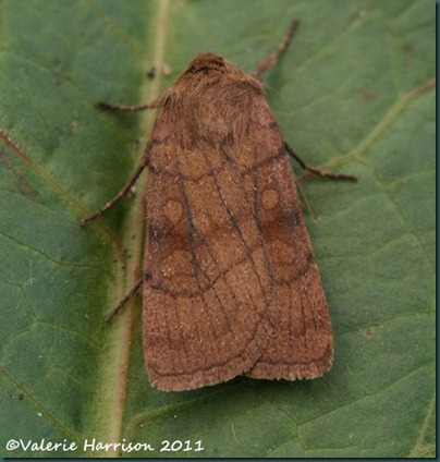 six-striped-rustic