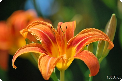 DSC_0003 DSC_0003
