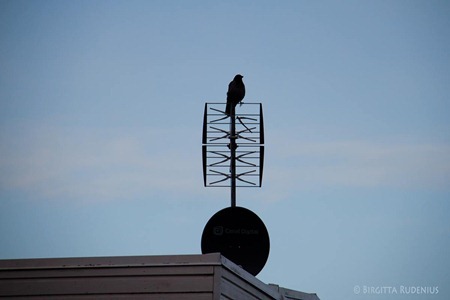 sky_20120119_bird