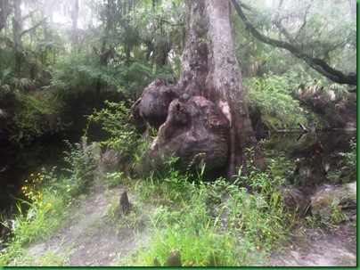 What a beautiful burl on my favorite cypress