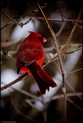 Cardinal LR (1 of 1)