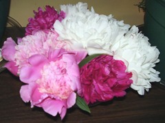 Peonies June 2013