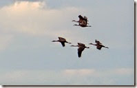 Sand Hill Cranes Wilcox AZ 093 resized