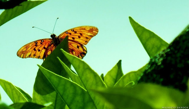 Agraulis vanillae (LINNAEUS, 1758). Environs de Curitiba, Paraná. 11 décembre 2011. Photo : Mauricio Skrock