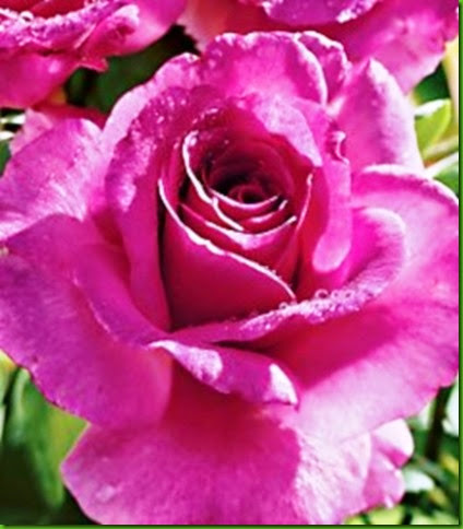 Rosa Mauve Melody Rosa Mauve Melody