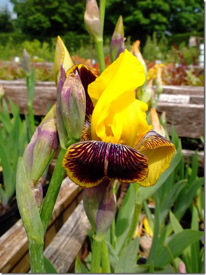 Yellow Iris-blog