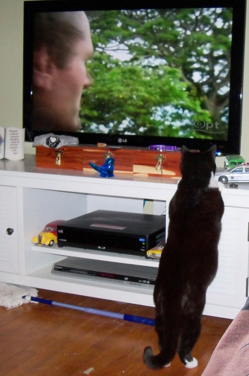 [tv%255B2%255D.jpg]
