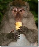 Macaco Macaco