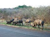 A whole warthog family at the side of the road! Transition to Madagascar - 065.jpg