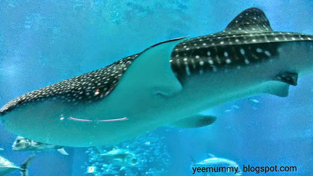 Osaka Aquarium Kaiyukan海游馆 Osaka Aquarium Kaiyukan海游馆