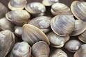 [clams5.jpg]