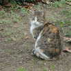 Kadiköy, Üsküdar, Beyoglu 024.JPG