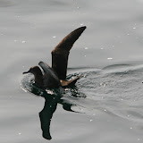 Sooty shearwater