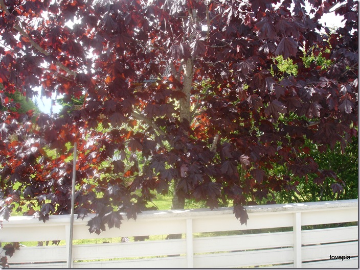 DSC05350
