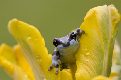 Amazon Milk Frog