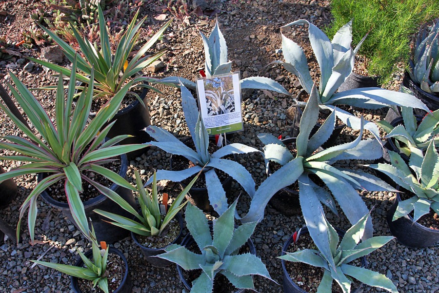 [120414_RBG_Agave-franzosini2.jpg]