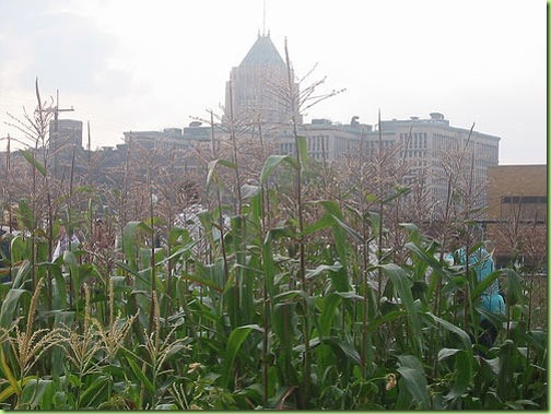 cornfield in downtown detroit