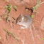 Ratón de campo