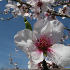 mandorlo rosa