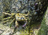 There were tons of little crabs running around everywhere, these looked pretty well camouflaged! Madagascar6 - 022.jpg