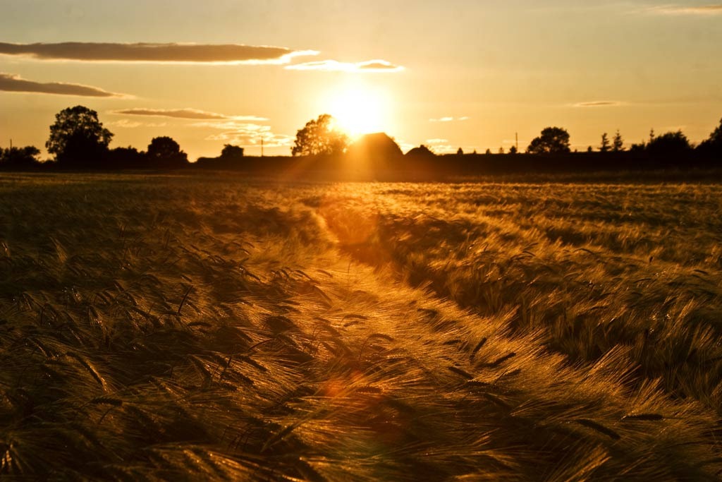 [Summer-Barley-8%255B4%255D.jpg]