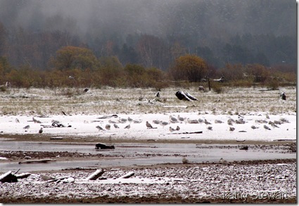 Gulls in the snow