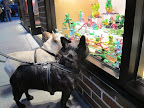 Would you just look at all of those frogs?  Somebody is sure frog crazy!