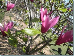 Magnolia