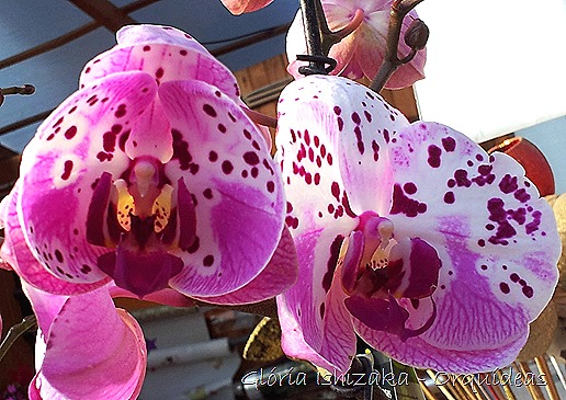 Glória Ishizaka - orquideas 40