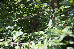 Well, judging from its size, it appears to be an immature red-tailed hawk!