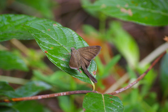 Hesperiidae : Urbanus simplicius STOLL, 1790. Layon au sud d'Amazone Nature Lodge, Montagne de Kaw. 17 novembre 2011. Photo : J.-M. Gayman