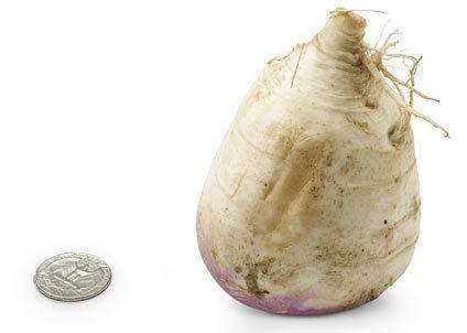 [17-turnip%255B2%255D%255B3%255D.jpg]