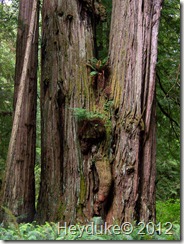 Male or Female Redwood????