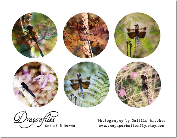 DRAGONFLY CARD BOX ONE