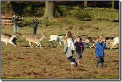 Bradgate Park Winter Scenes