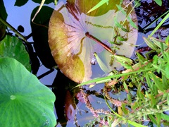 Lotus et Nénufar Lotus et Nénufar